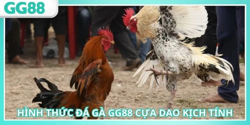 Đá gà GG88 cựa dao mang đến nhịp độ nhanh chóng
