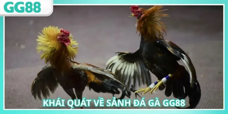 Đá gà GG88 mang đến giải đấu tổ chức chuyên nghiệp